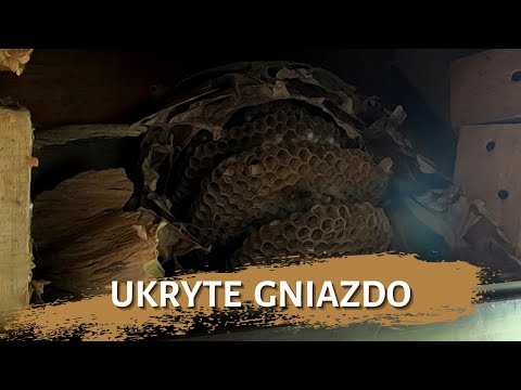 UKRYTE GNIAZDO SZERSZENI - usuwanie gniazda szerszeni  - likwidacja gniazda - szerszenie