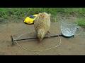Incredible Unique Quail Trapping Technique Catch And Release