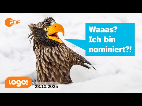 Das sind die lustigsten Tierbilder des Jahres | logo! Nachrichten vom 23.10.25
