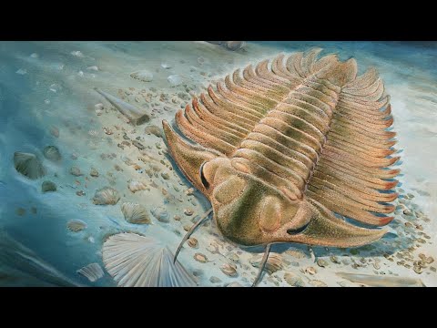 The Five Subphyla of Arthropoda (Including Trilobitomorpha)
