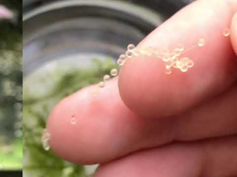 Medaka erfolgreich vermehren und züchten (english subtitles) hobbyist medaka breeding