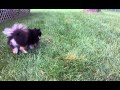 Fizzgig rolling around like a dufus