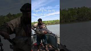 Big catfish #fishing #bigcatfeverrods #catfishfish #nature #deerhunting #hunting #anglerfish #carp