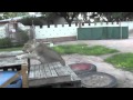 Elsa The Lioness That Walked Again Part 2