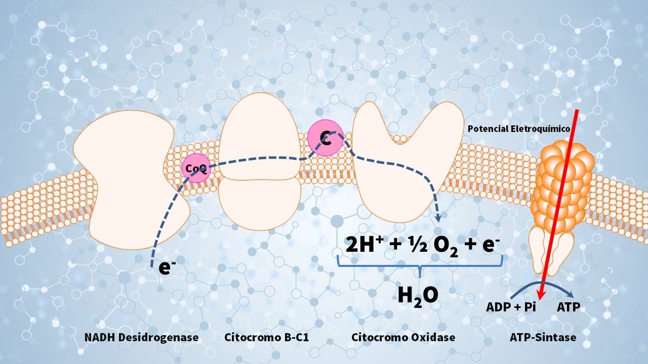 Aula 5 - Glicólise Aeróbia