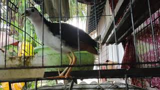 Download lagu burung wak wak betina memikat jantan...!!!White-breasted waterhen mp3 Download lagu burung wak wak betina memikat jantan...!!!White-breasted waterhen mp3
