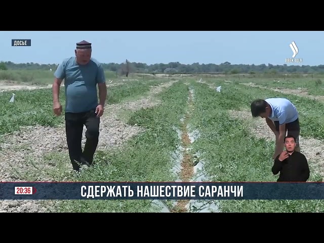 Сдержать нашествие саранчи
