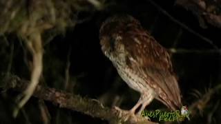 LISTADO OFICIAL DE AVES | SOPI | Puerto Rico