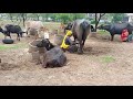 Buffalo Milking Preeti Meena Vlogs Jaipur Vlog Viral