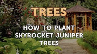 How to Plant Skyrocket Juniper Trees