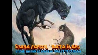 Download lagu Suara TARIK anakan WALET tetangga mp3
