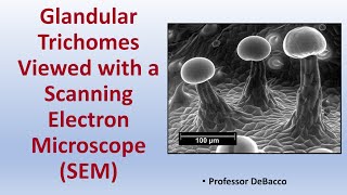 Glandular Trichomes Viewed with a Scanning Electron Microscope (SEM)