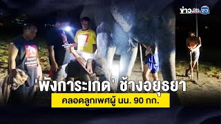 'พังการะเกด' ช้างอยุธยา คลอดลูกเพศผู้ นน. 90 กก. | ข่าวรอบวัน | 15 มิถุนายน 2567 'พังการะเกด' ช้างอยุธยา คลอดลูกเพศผู้ นน. 90 กก. | ข่าวรอบวัน | 15 มิถุนายน 2567