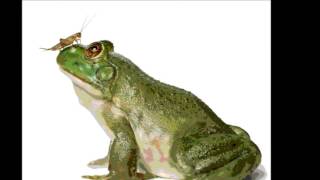 Albertinho Fortuna - MARCHA DOS GAFANHOTOS - marcha de Roberto Martins e Eratóstenes Frazão