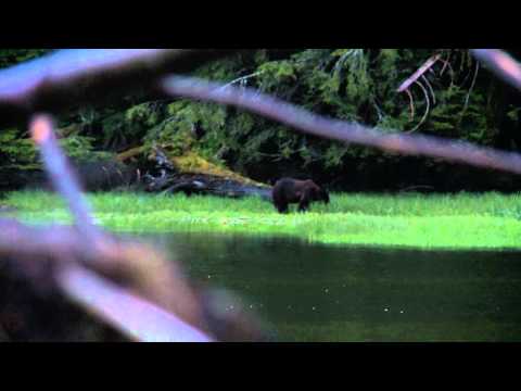 SOA Muzzleloader World Record Grizzly