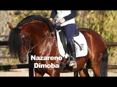 Nazareno Dimoba montado - 8-1-2019