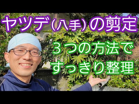 常緑低木の剪定はいつ行うべきですか？どのように進めればよいでしょうか？  庭園