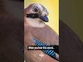 Do you know the sound of a jay? #birds #birding #birdsounds #birdsound