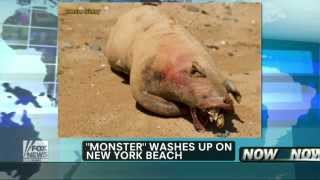 New "Montauk Monster" Washes Up On New York Beach