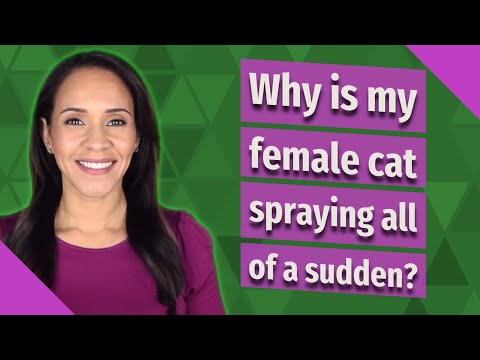 Why is my female cat spraying all of a sudden?