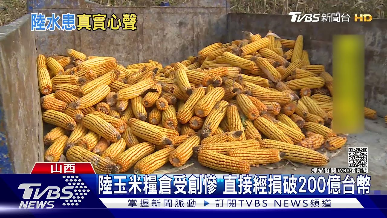 TVBS挺進山西災區 整片玉米田泡水 收購價剩5毛