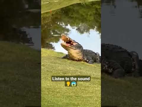 巨大なワニがカリカリスナックのようにカメを噛む || #ショートパンツ #ワニ #危険な動物