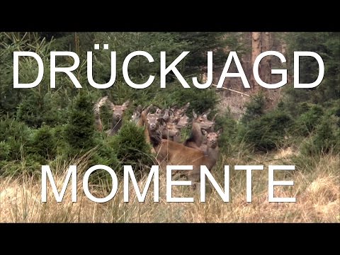 Drückjagdsaison 2015