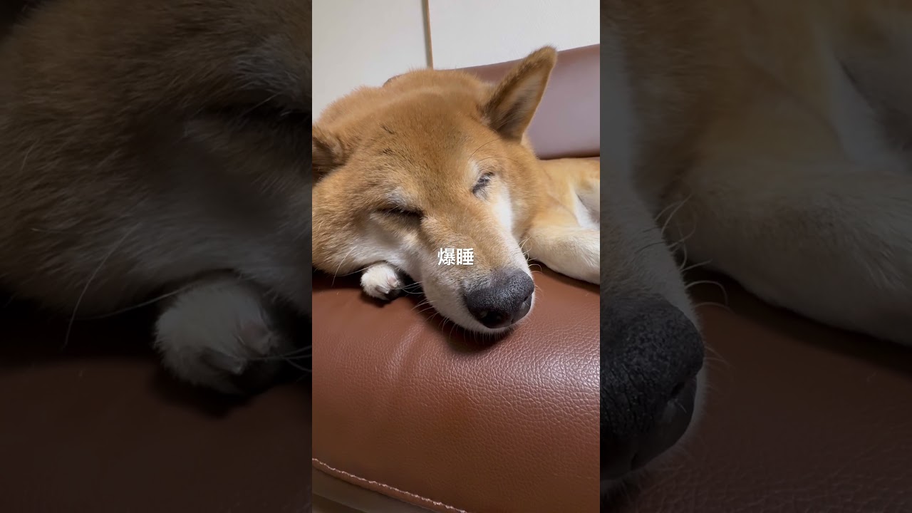 【音量注意】こてつのいびき