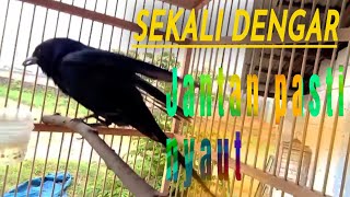 Download lagu Srigunting Betina Gacor Sekali Dengar Sijantan pasti Nyaut mp3 Download lagu Srigunting Betina Gacor Sekali Dengar Sijantan pasti Nyaut mp3