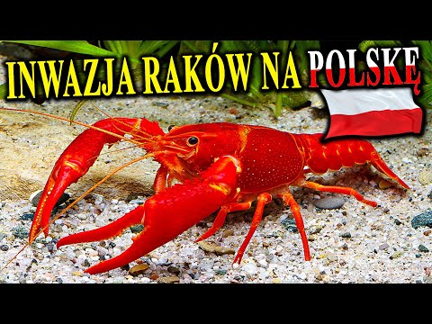 Invasion of Aliens and Mutated CANCERS on Poland