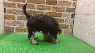 ミニチュアシュナウザーの動画01