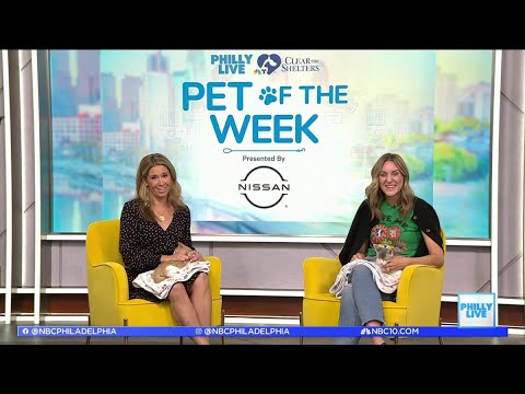 Philly Live's Pets of the Week: Meet Reggi and Nougat - YouTube