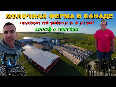 Сколько зарабатывают на молочной ферме в Канаде. Квоты, субсидии, техника, Koch Farm, Онтарио