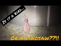 **SUBSCRIBE **For Rare Kiwi bird in our back yard showing off