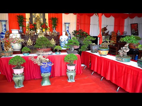 Báo giá dàn Cây Cảnh trưng bày ở Đan Phượng (Hà Nội) - Tập 1