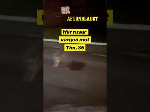 Här hoppar vargen mot Tim, 35: ”Inte rädd”