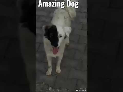 #dogs Amazing dog #youtube #viral #shortvideo #puppyvideos