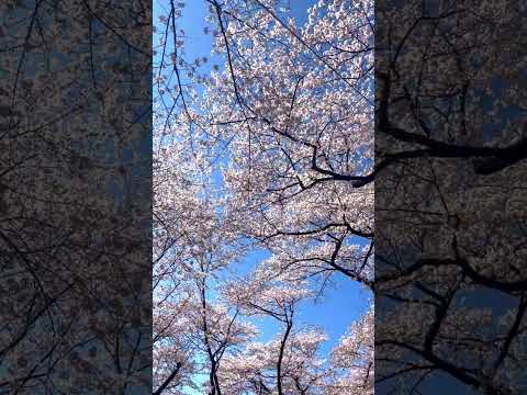 キリスト教学科 今季の桜を楽しみましょう🌸【pretty cherry blossoms】  #shorts  #田中ゆきえ #立憲民主党