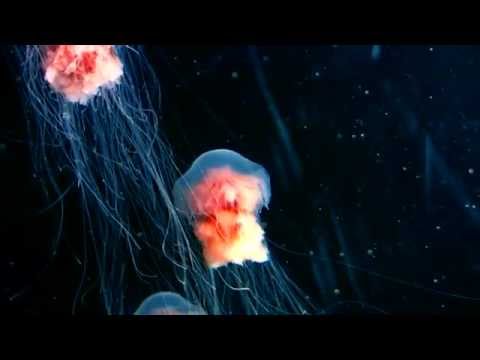 MAURACHER & SONIA SAWOFF - SUNBOUND (Official Video)