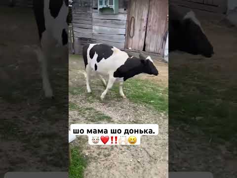 шо мама шо донька. ‼️🙌🏻😆❤️ #automobile #funny #youtubeshorts #shorts #comedy #viral #music