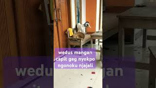 Download lagu enek enek ae kisahe si mimin #motivasi #katakehidupanmotivasi mp3