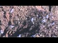 White Stork Flying Over Eilat Israel