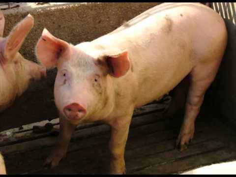 Marco Branky vs Luca Cassani & Daft Punk - Sexy Rrrockit Technologic