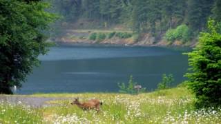 Cadet Sisters   As The Deer