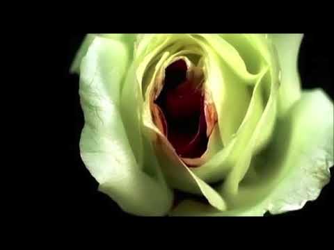 Neverending White Lights - Always