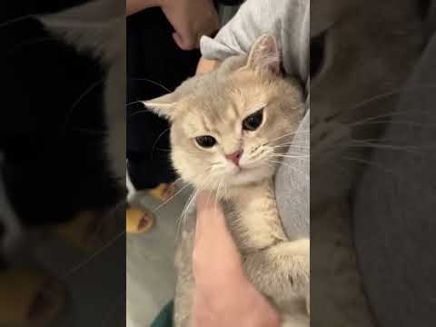 A matured kitty should know that not all cats got moon cakes to eat