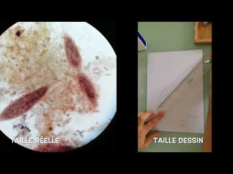 La barre d'échelle d'un dessin  en microscopie