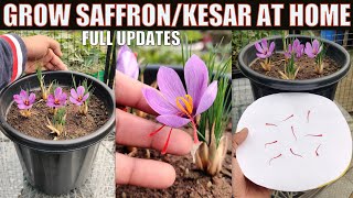 Grow Saffron/Kesar at Home | SEED TO HARVEST