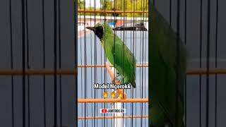 Download lagu CUCAK IJO MUDAH NGAMUK❗❗ PANCINGAN CUCAK IJO DONGKRAK EMOSI❗❗ #cucakijo cucakijo #cucakijogacor mp3 Download lagu CUCAK IJO MUDAH NGAMUK❗❗ PANCINGAN CUCAK IJO DONGKRAK EMOSI❗❗ #cucakijo cucakijo #cucakijogacor mp3