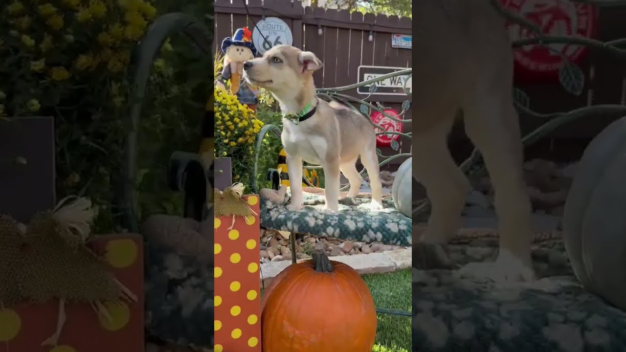Enlarge Ember, a Adoptable mixed breed in Poughkeepsie, NY video 2/6